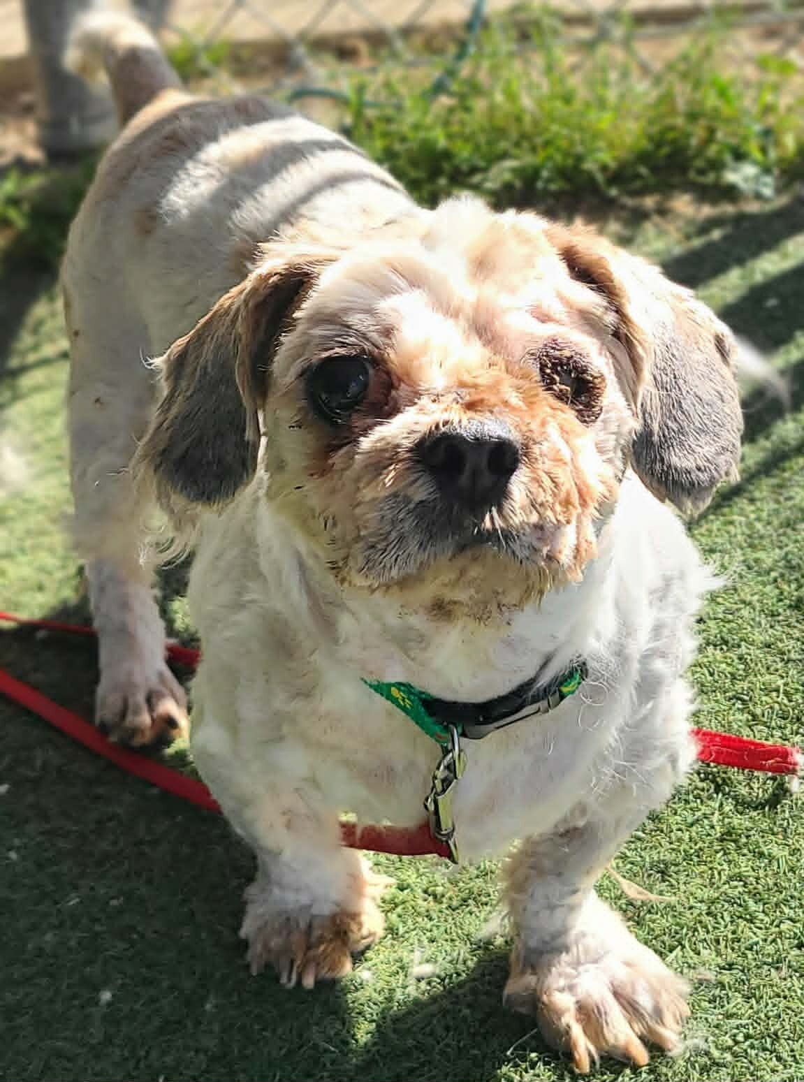 Picture of the Animal Listed